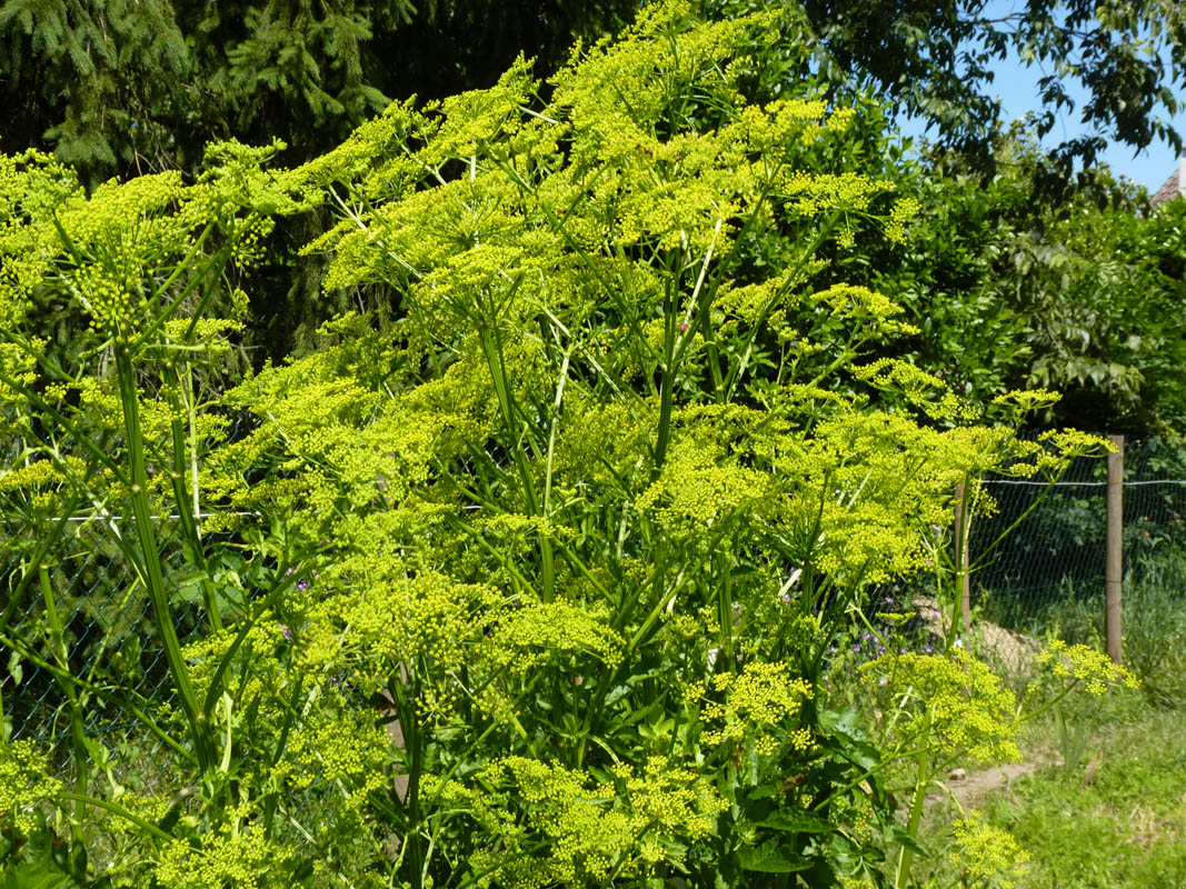 Pastinaca sativa ssp sylvestris